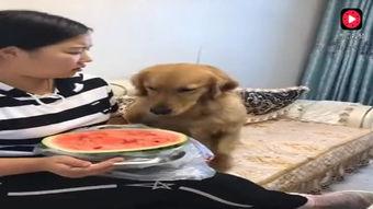 妞妞在吃瓜,揭秘娱乐圈幕后故事