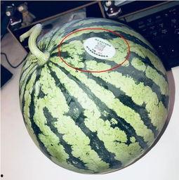 揭阳网红吃瓜,揭秘网络热点的背后真相