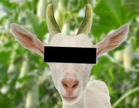 羊吃瓜头像,趣味横生的田园生活剪影  第1张