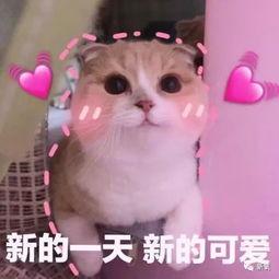 羊吃瓜头像,趣味横生的田园生活剪影  第2张