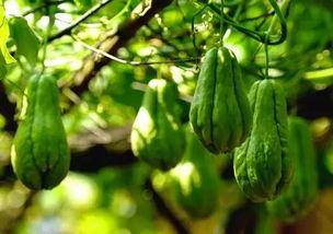 温差吃瓜,吃瓜解暑新风尚