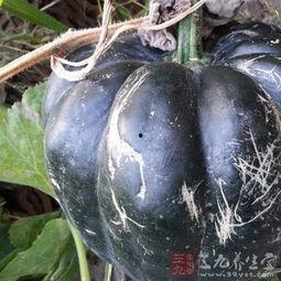 移植可以吃方瓜,探索异域美食的融合与创新 第2张 移植可以吃方瓜,探索异域美食的融合与创新 第2张