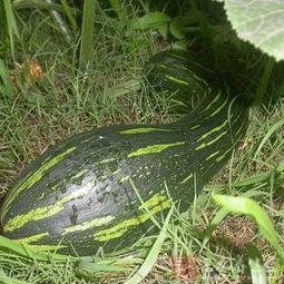 移植可以吃方瓜,探索异域美食的融合与创新 第3张 移植可以吃方瓜,探索异域美食的融合与创新 第3张