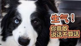 狗可以吃棉瓜吗,棉瓜在宠物菜单中的地位  第1张