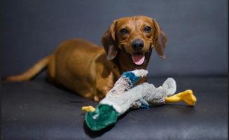 狗可以吃棉瓜吗,棉瓜在宠物菜单中的地位  第2张