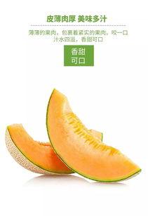 人间采蜜吃瓜,采蜜品瓜，尽享生活滋味