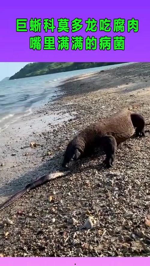 乌木龙吃瓜 第3张 乌木龙吃瓜 第3张