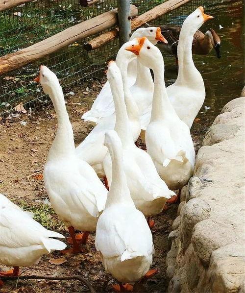 吃瓜鹅完整视频