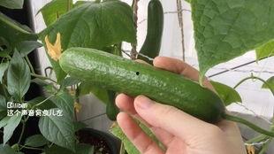 就给我摘瓜吃  第3张