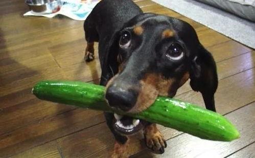 白狗吃瓜传奇,揭秘神秘瓜果背后的神奇传说