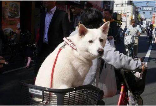 白狗吃瓜传奇,揭秘神秘瓜果背后的神奇传说