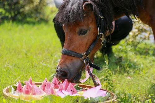 吃瓜的某马,一场网络热点的狂欢与反思