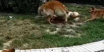 柯基吃瓜群众助威,吃瓜群众狂欢盛宴