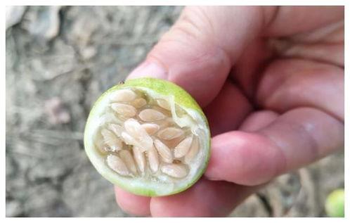 梦见在田里摘瓜吃瓜