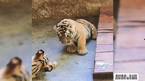 吃瓜的老虎作品