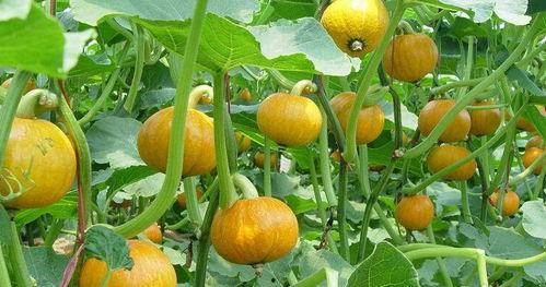 怀孕可以吃王瓜吗,王瓜在孕期食用安全解析  第3张